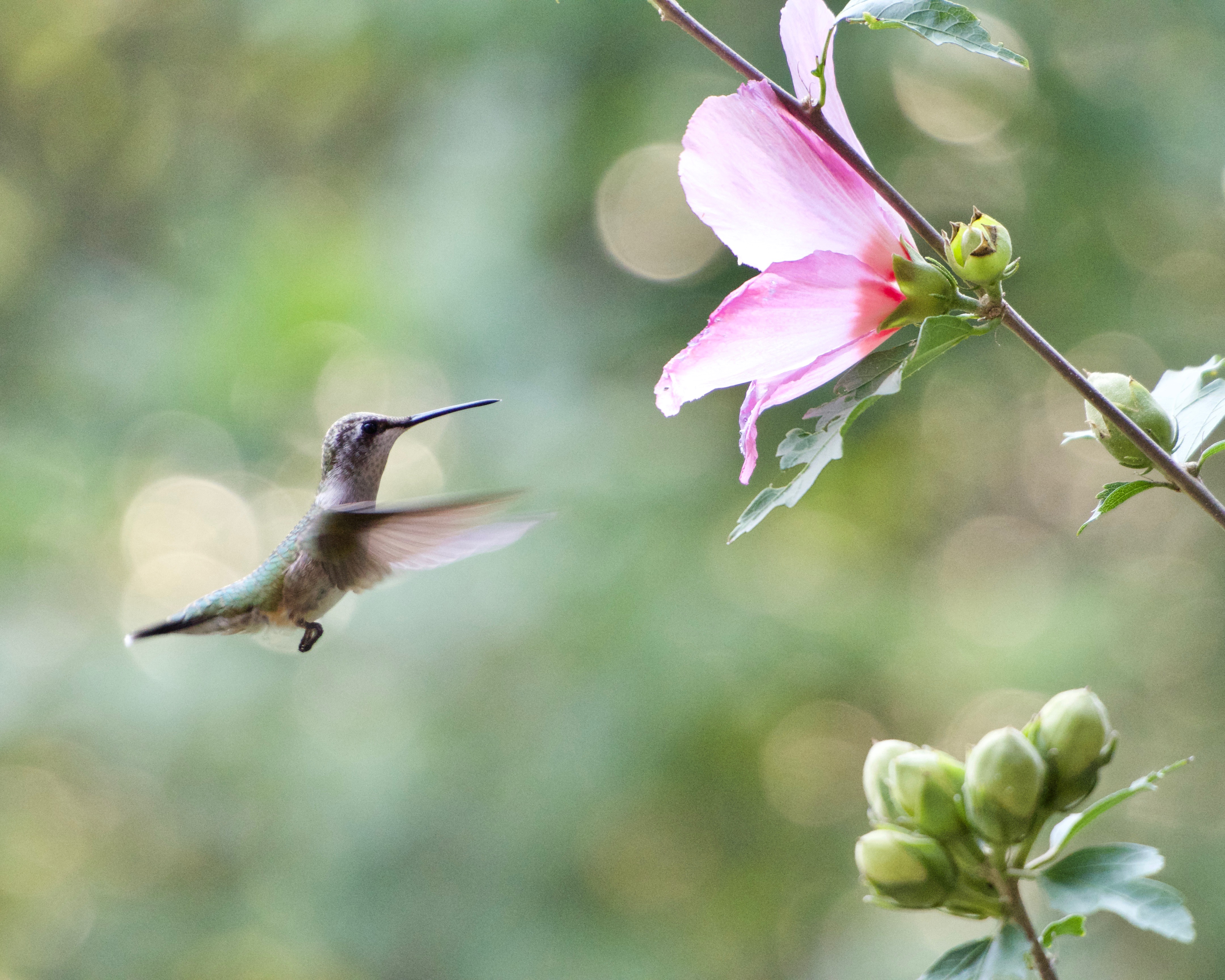 Hummingbird in flight. Photo By Savannah River Site